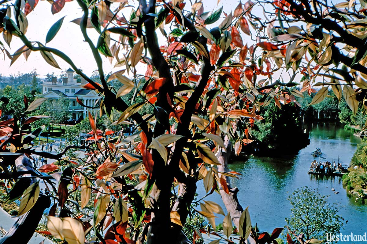 Swiss Family Treehouse, Disneyland