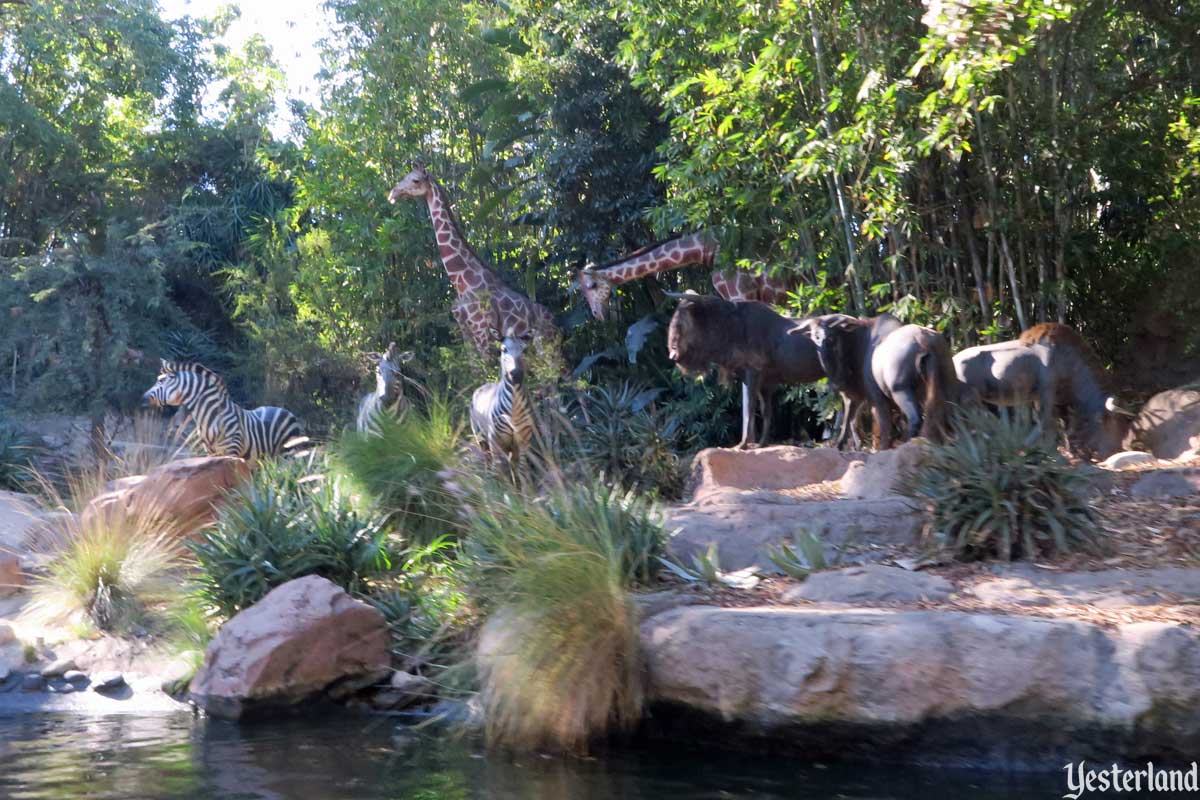 Jungle Cruise Comparisons, Disneyland and Magic Kingdom