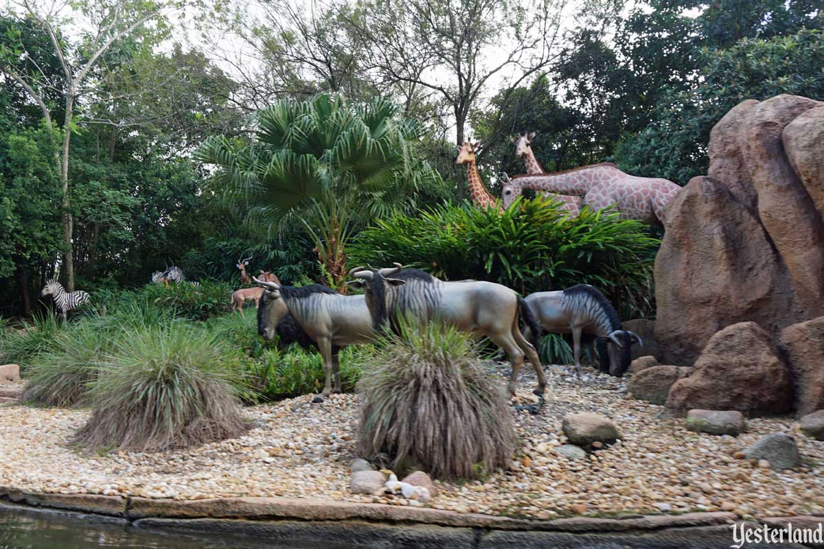 Jungle Cruise Comparisons, Disneyland and Magic Kingdom