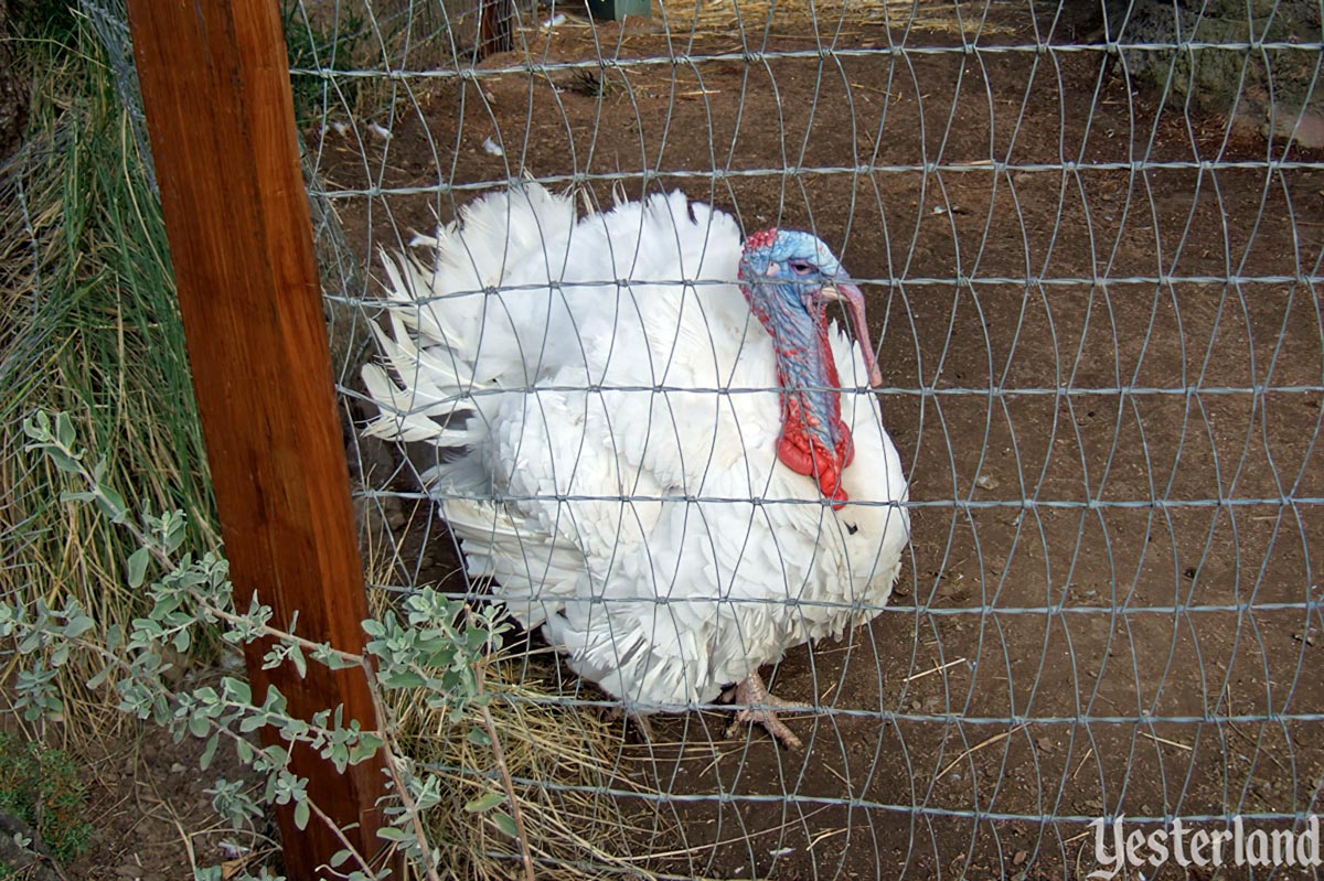 Happiest Turkeys on Earth and Santa's Reindeer Roundup at Disneyland