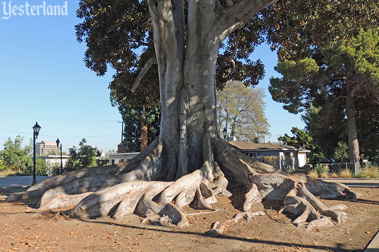 Moreton Bay fig free, Anaheim