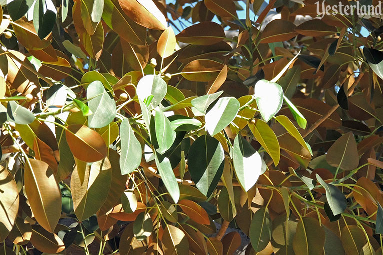 Moreton Bay fig free, Anaheim