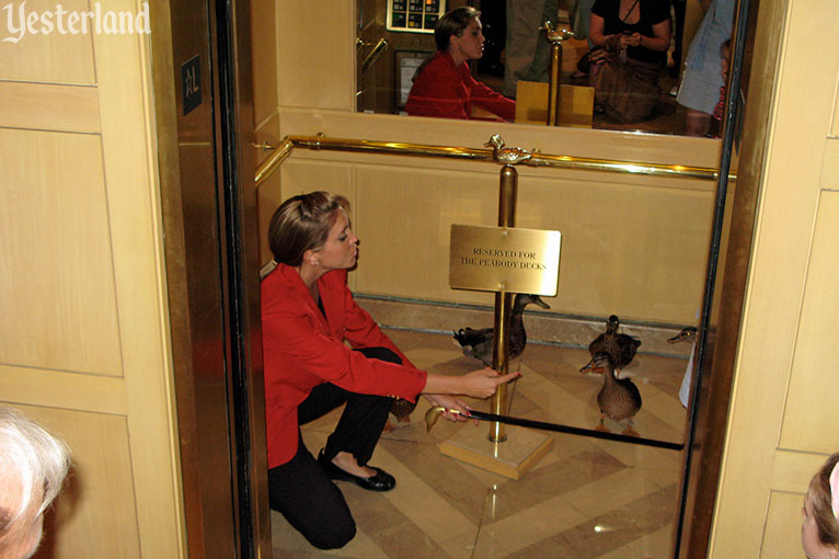 The Peabody Ducks of Orlando