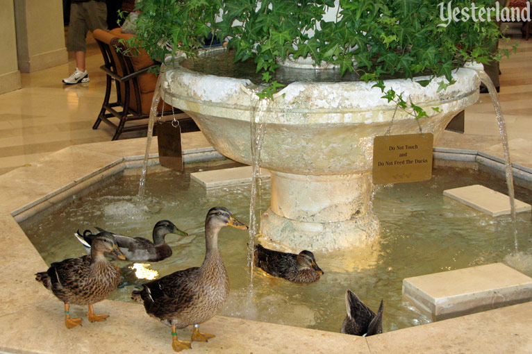 The Peabody Ducks of Orlando