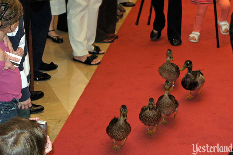 The Peabody Ducks of Orlando