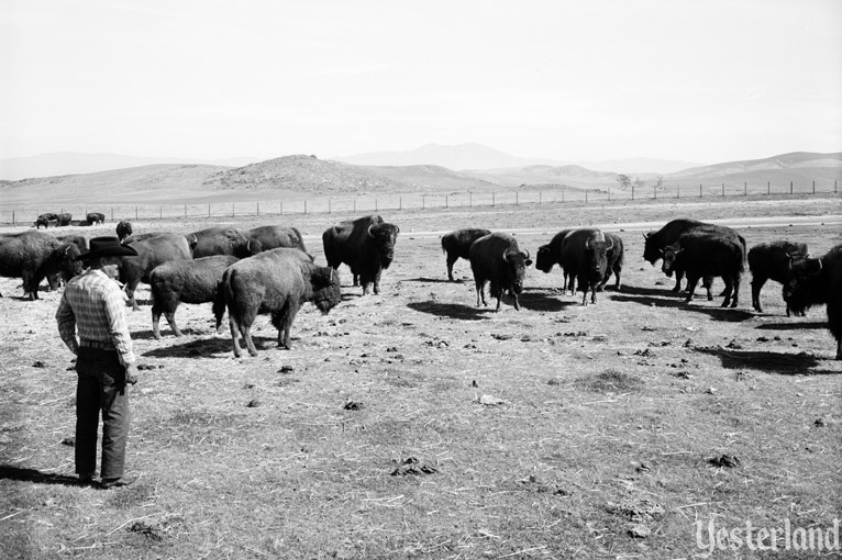 Newport Harbor Buffalo Ranch, photo by Robert Geivet, 1955, courtesy of the Old Orange County Courthouse Museum / Orange County Archives