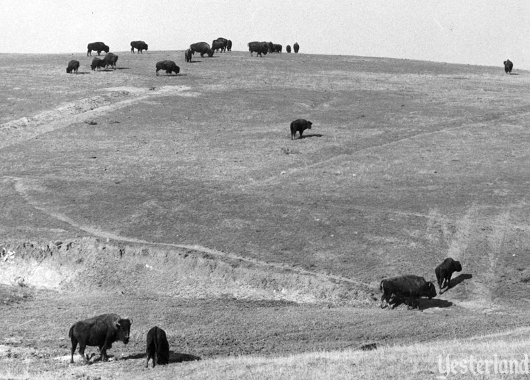 Newport Harbor Buffalo Ranch, photo by Robert Geivet, 1955, courtesy of the Old Orange County Courthouse Museum / Orange County Archives