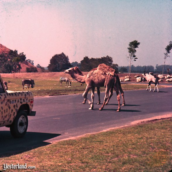 Lion Country Safari in Loxahatchee, Florida