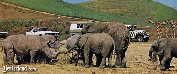 Lion Country Safari in Loxahatchee, Florida